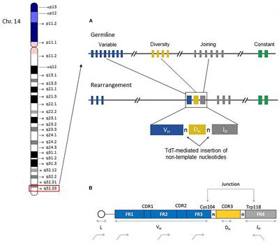 Evaluation of Somatic Hypermutation Status in Chronic Lymphocytic Leukemia (CLL) in the Era of Next Generation Sequencing